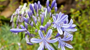 Photo of the African Lily 